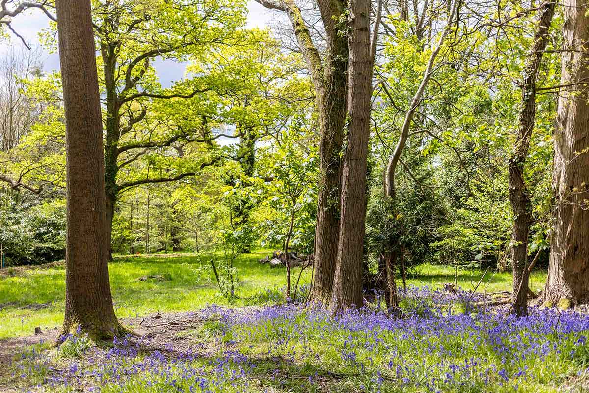 Bluebells near Goldcrest Lodge, Wadhurst