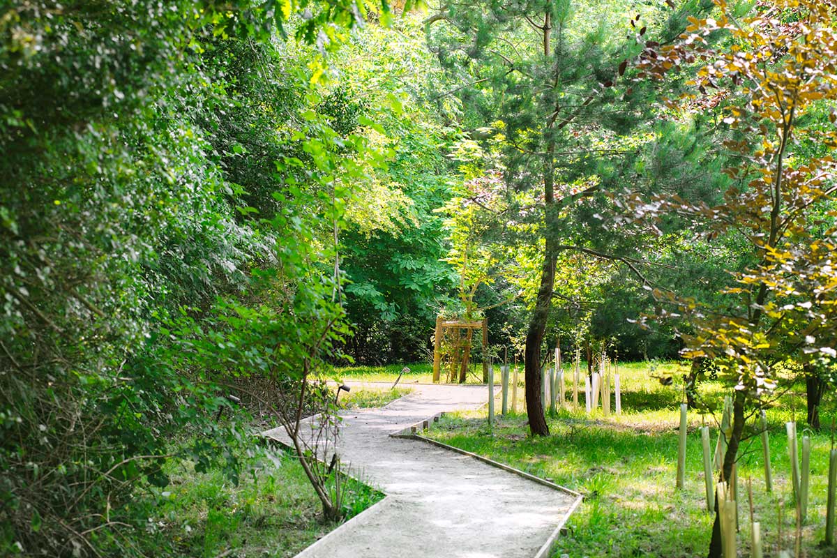 Goldcrest Lodge Woodland Path