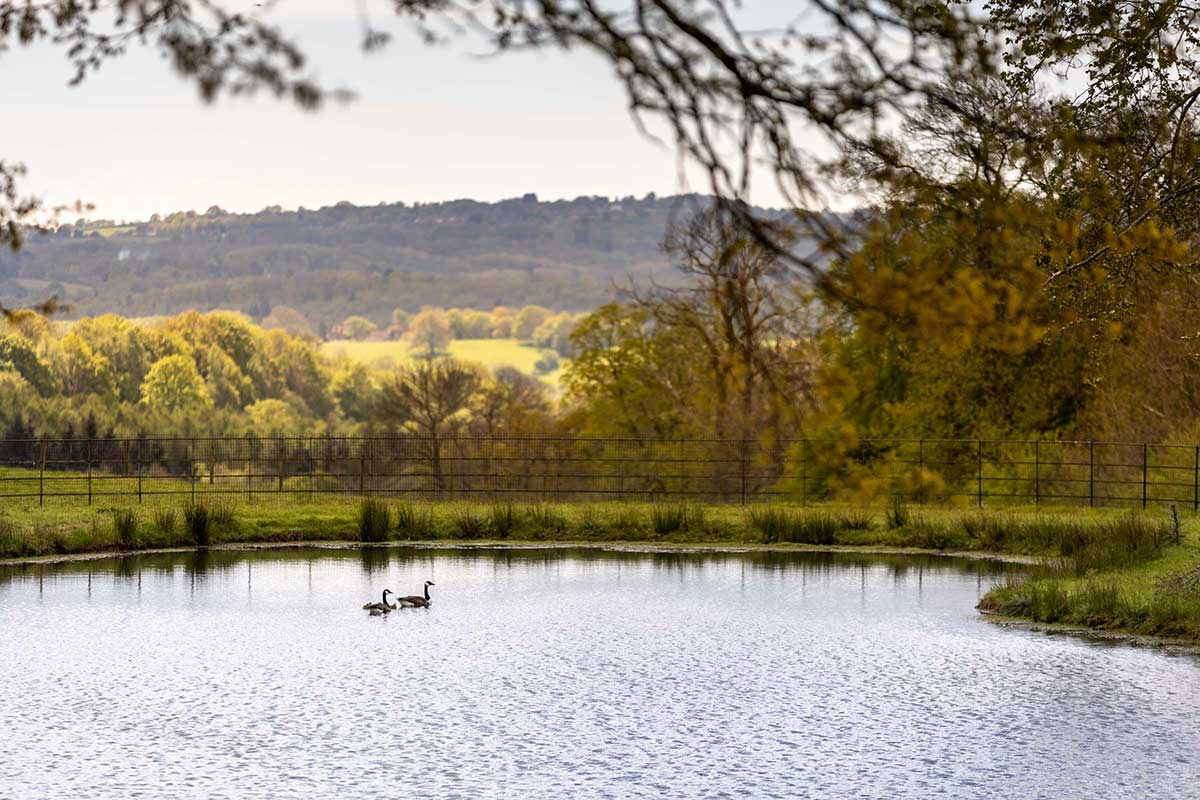 Pond near Goldcrest Lodge, Wadhurst